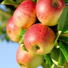 Honeycrisp apple tree for sale  Titusville