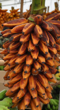 Laranja Banana - Musa Bukensis 4 Sementes - Horta de Jardim Platanera comprar usado  Enviando para Brazil