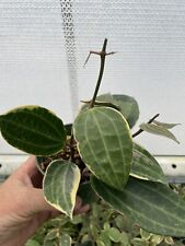 Hoya macrophylla for sale  Dunn