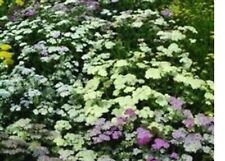 Achillea herbaceous perennials for sale  SWANLEY