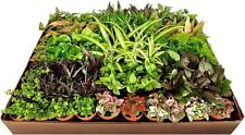 Ultimate indoor houseplant for sale  USA