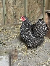 Pekin bantam hatching for sale  COLERAINE