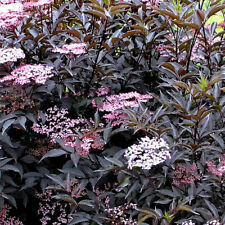 Sambucus nigra black d'occasion  Pouzauges