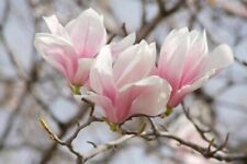 Soulangeana magnolias saucer for sale  Mcminnville