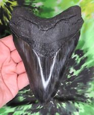 Megalodon sharks tooth for sale  Shipping to Ireland