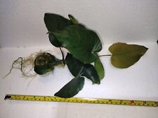 Anubias coffeefolia wysiwyg for sale  Fort Lauderdale