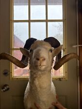 Bighorn sheep goat for sale  Fort Collins