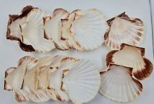 scallop shells for sale  CHRISTCHURCH