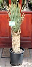 Yucca rostrata 110 for sale  Shipping to Ireland