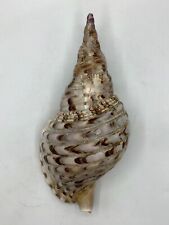 Charonia Tritonis/Giant Triton Shell - 11” Long for sale  Shipping to South Africa