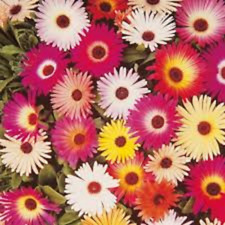 Mesembryanthemum mixed livings for sale  BELLSHILL