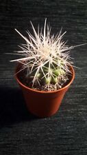 Cactus pot 5cm for sale  WISBECH