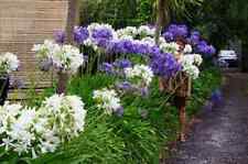 Agapanthus white purple for sale  Omaha