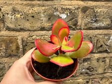 Crassula ovata tricolour for sale  LONDON