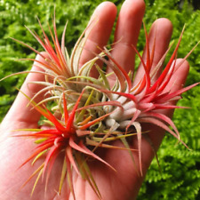 Red ionantha grade for sale  SALTBURN-BY-THE-SEA