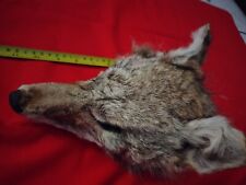 Coyote head taxidermy for sale  Miami