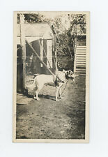 Antique dog rppc for sale  Saint Augustine