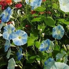 Morning glory flying for sale  Akron