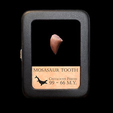 Mosasaur tooth beautiful for sale  Richardson