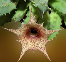UNROOTED Huernia barbata ssp. barbata ES2003 CACTUS STAPELIA PSEUDOLITHOS ORBEA, used for sale  Shipping to South Africa