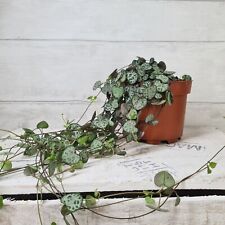 String hearts ceropegia for sale  LEWES