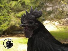 breed chickens for sale  Deposit