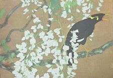 Mynah bird wisteria for sale  OSWESTRY