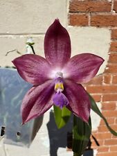 Phalaenopsis mituo speciosa for sale  Lititz