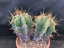 Astrophytum myriostigma ornatu usato  Massafra
