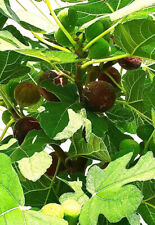 Organic fig tree for sale  Crozet