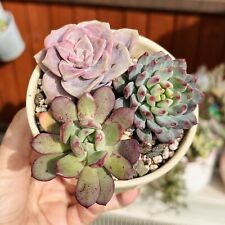 Assorted succulent collection for sale  UK
