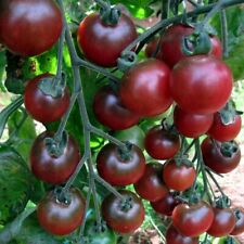 Rosella tomato seeds for sale  COVENTRY