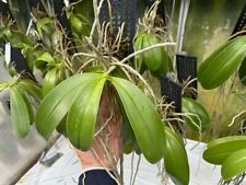 Phalaenopsis cornu cervi gebraucht kaufen  Fallersleben