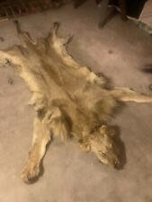 African lion skin for sale  North Hollywood