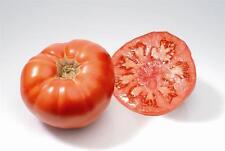 100 graines tomate d'occasion  Istres