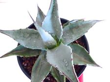 Agave havardiana semi usato  Napoli