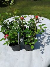 Miniature rose collection for sale  TROWBRIDGE
