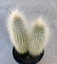Cleistocactus strausii silver for sale  San Marcos