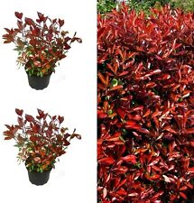 Photinia little red for sale  GLASGOW