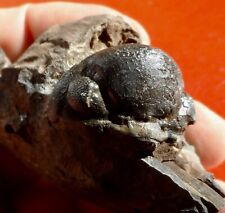 Trilobite dévonien luxembourg d'occasion  Cuxac-d'Aude