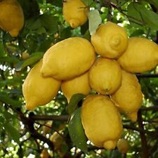 Albero limone ovale usato  Corato