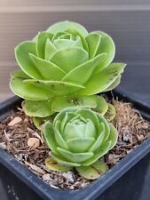 Aeonium diplocycla x for sale  KILMARNOCK