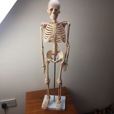 66fit human anatomical for sale  MORPETH