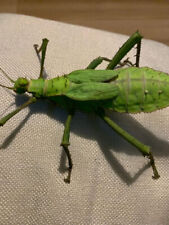 Heteropteryx dilatata stick for sale  WESTBURY