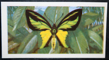Used, TAILED BIRDWING   New Guinea  Tropical Butterfly  Illustrated Card  AD03M for sale  Shipping to South Africa