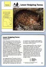 Lesser hedgehog tenrec for sale  SLEAFORD