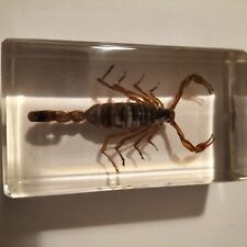 Scorpion inclusion résine d'occasion  Chaumont