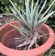 Gartenpalme yucca riginelle gebraucht kaufen  Uetze