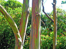 Eucalyptus deglupta rainbow for sale  Walterboro