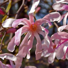 Magnolia stellata rosea d'occasion  Pouzauges